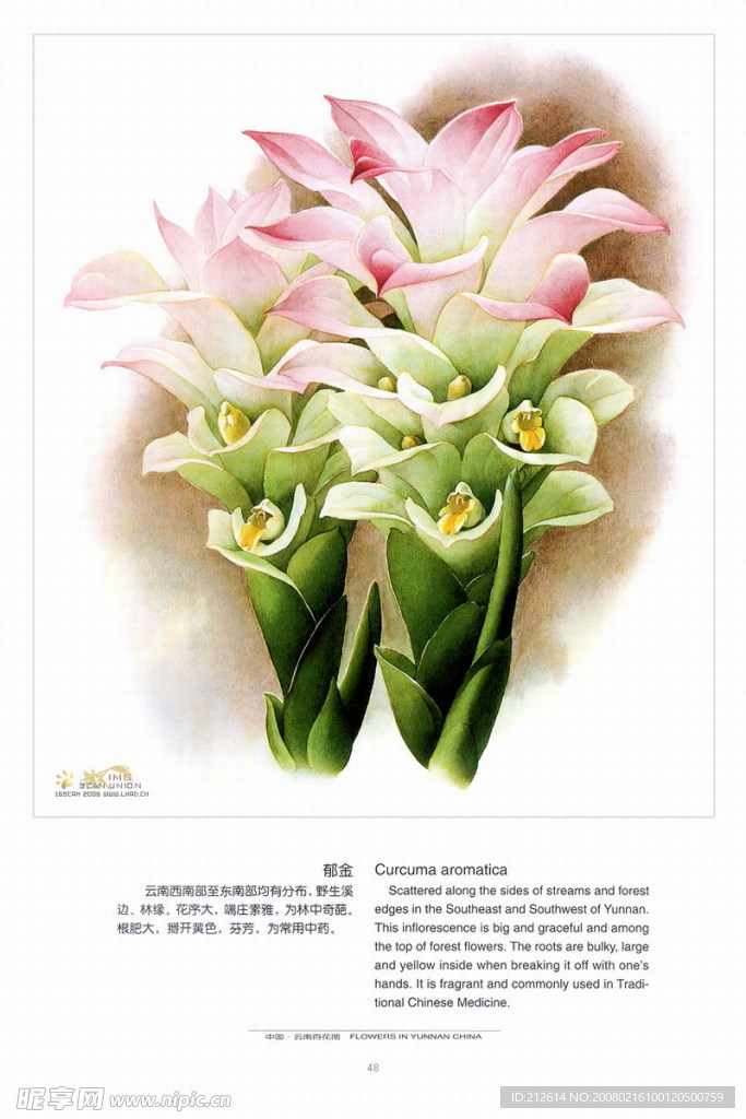 百花圖，