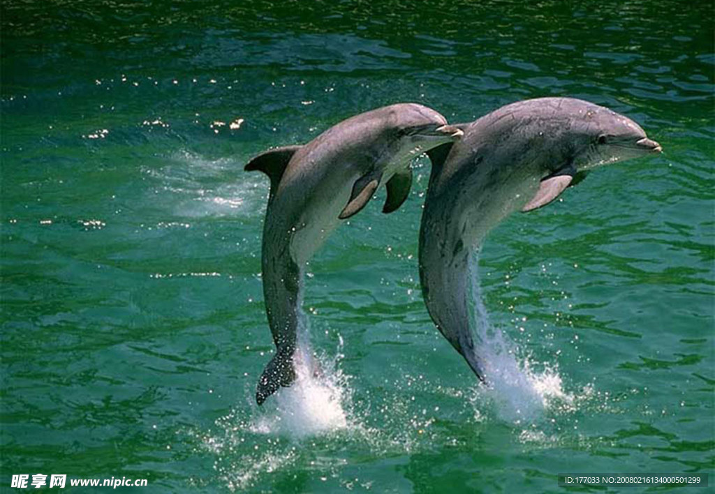 海洋生物
