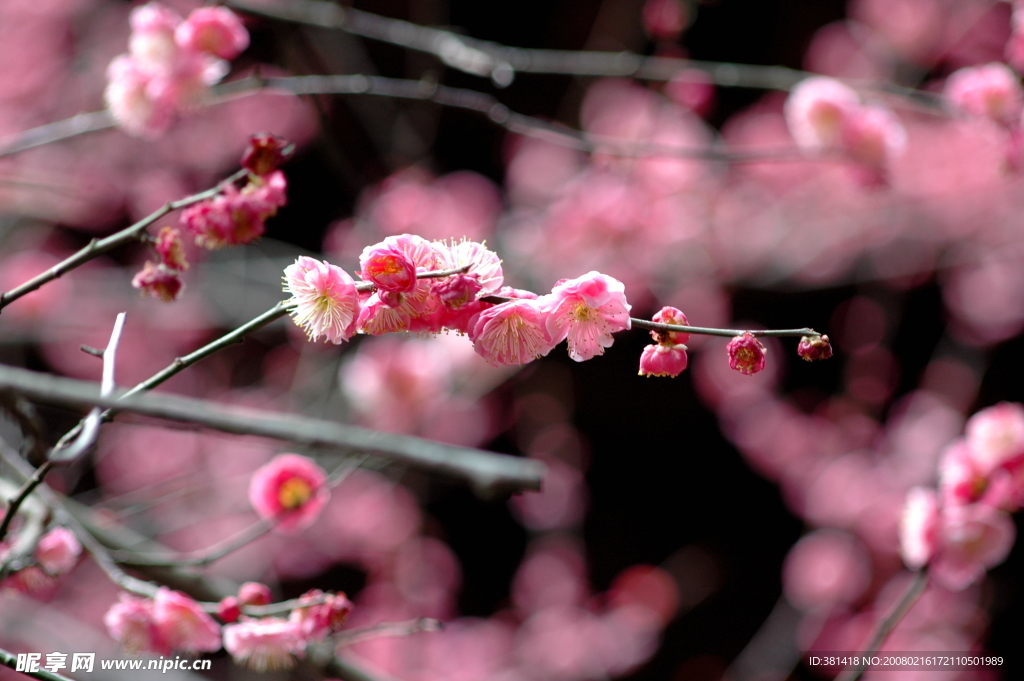 梅花