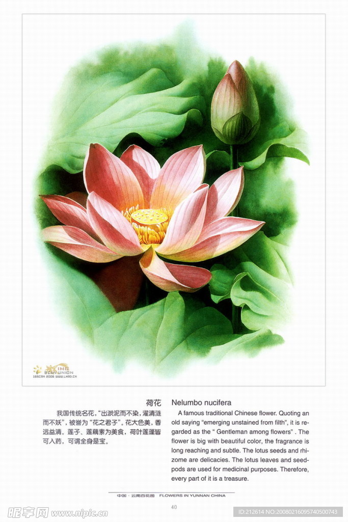 百花圖，