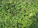 綠草地