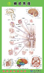 神经系统（二）