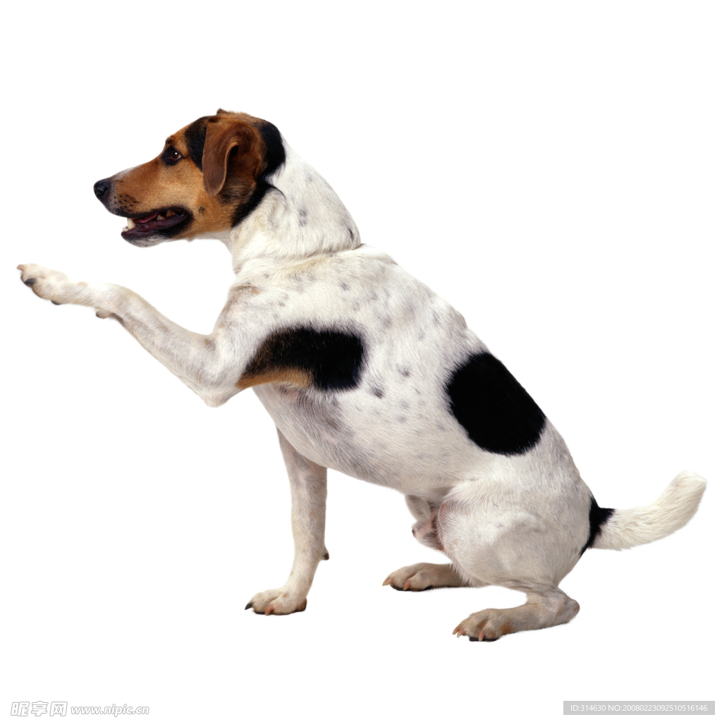 更犬