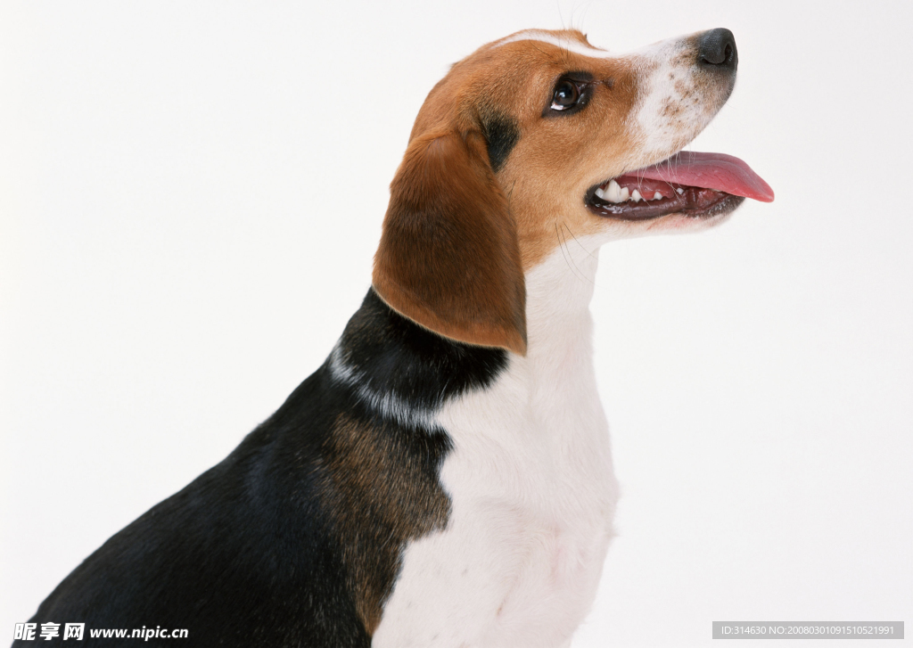 名犬