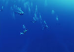 海底世界