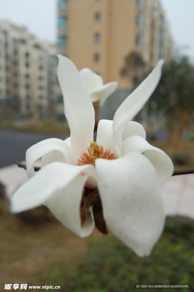 庭院玉蘭花