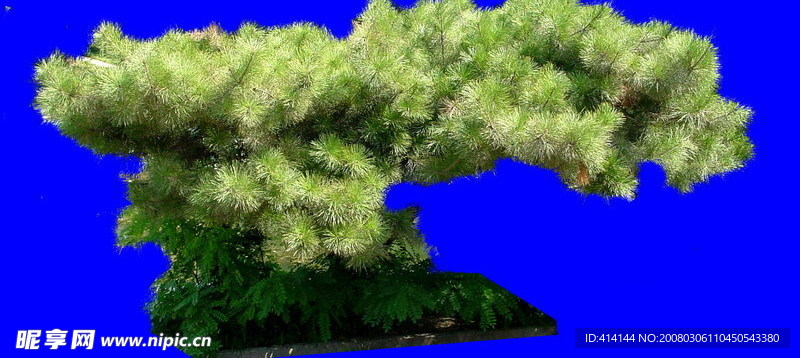 松树盆景 树木类 分层 抠图 PSD 格式