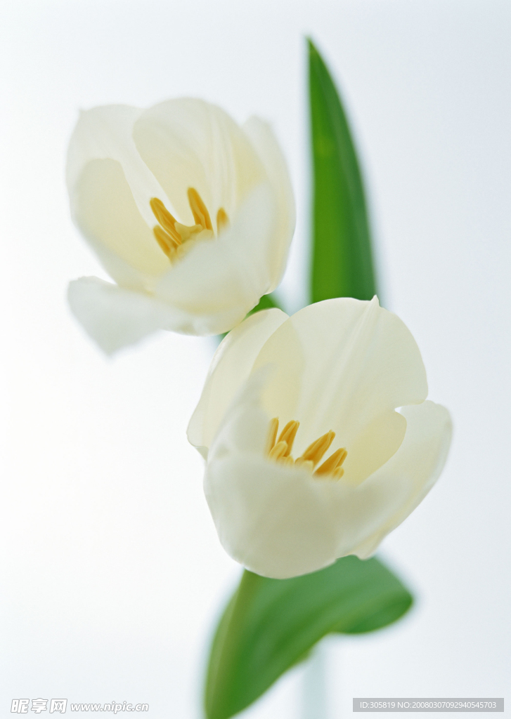 花素材