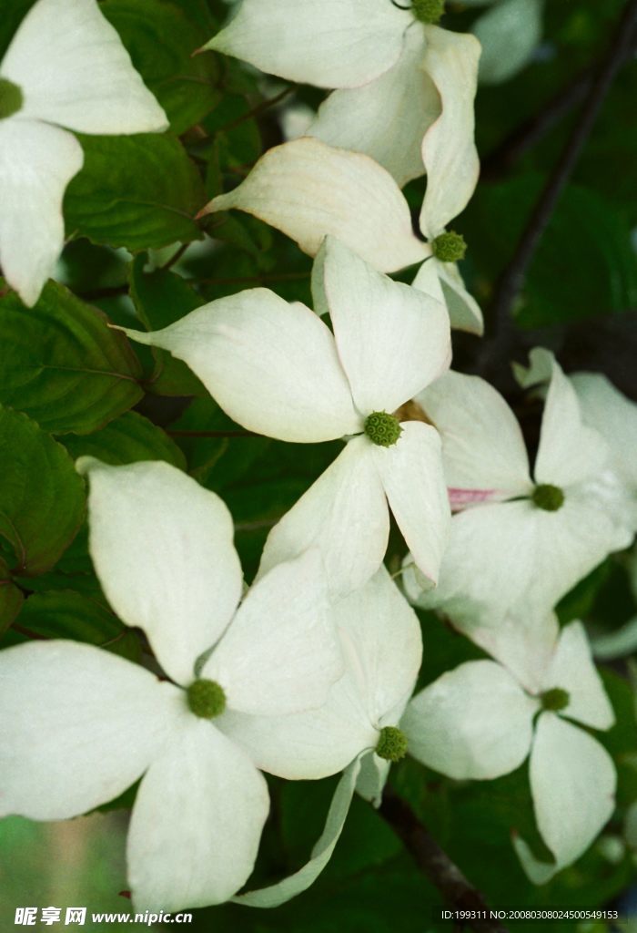 白色小花