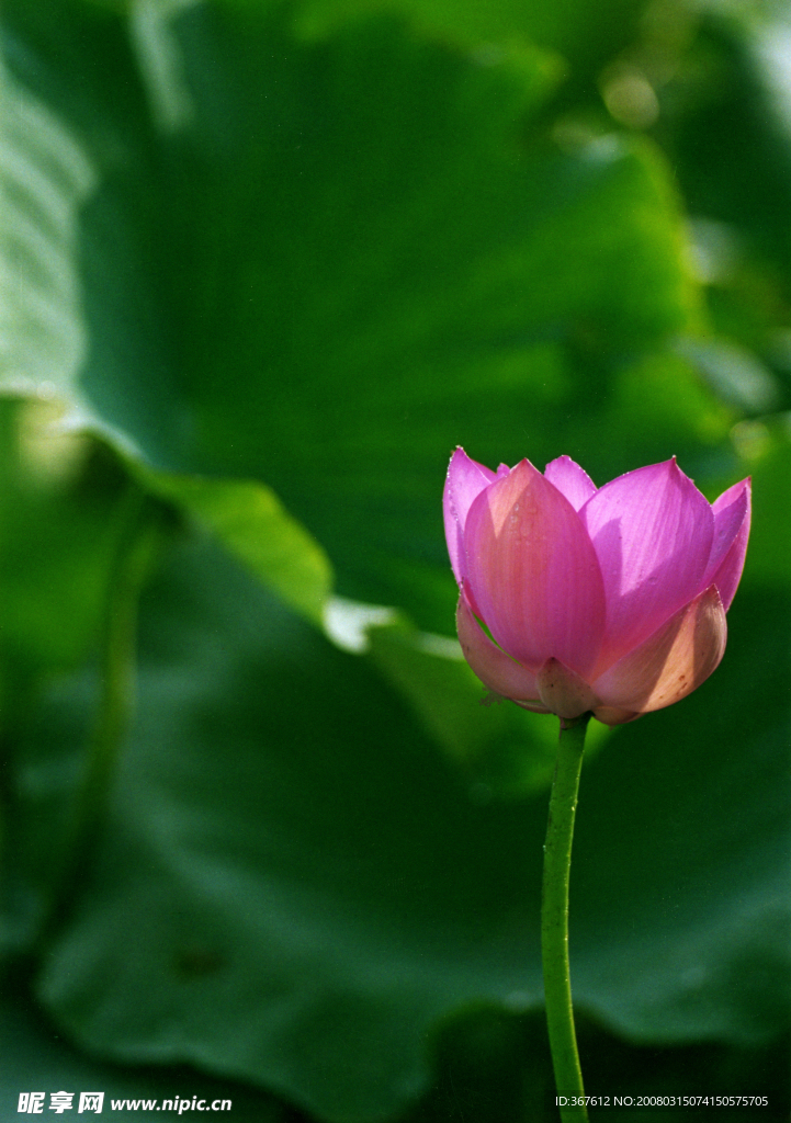 荷花