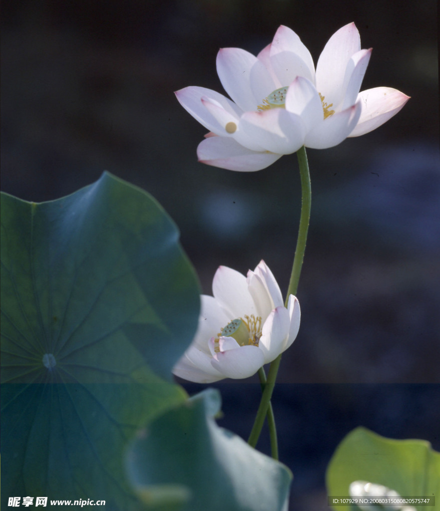 圣潔蓮花