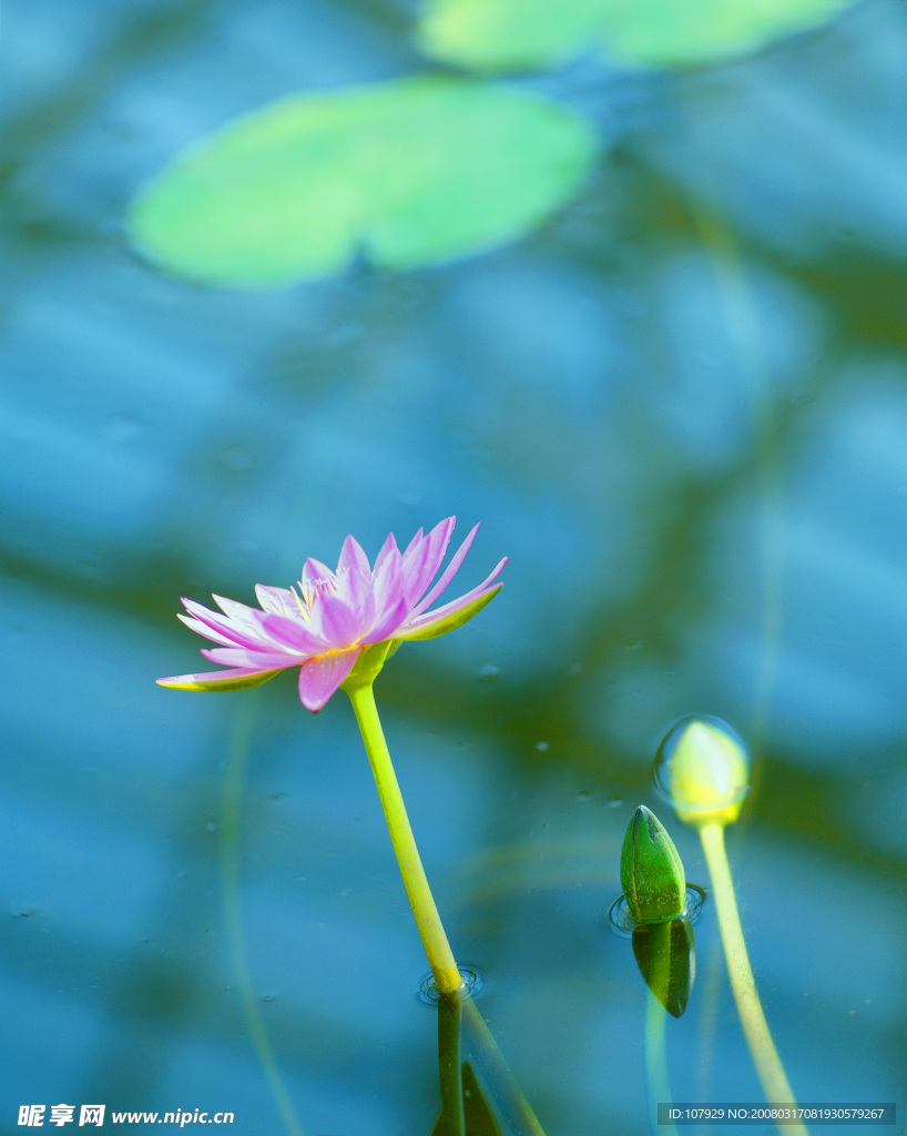 浮萍荷花