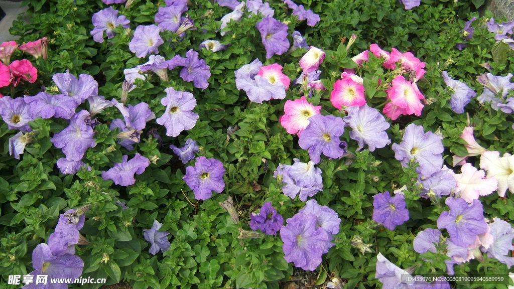 藍紫色花