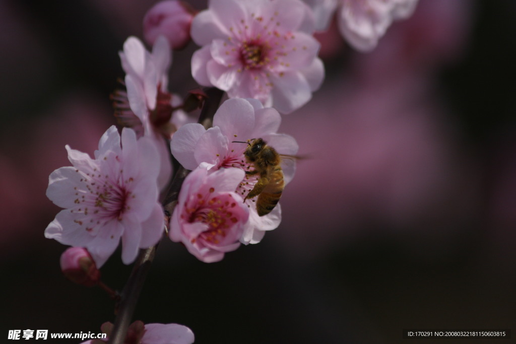 蜜蜂 桃花