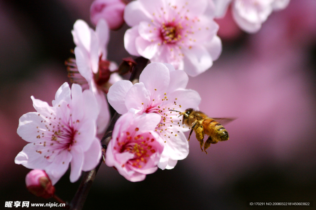蜜蜂 桃花