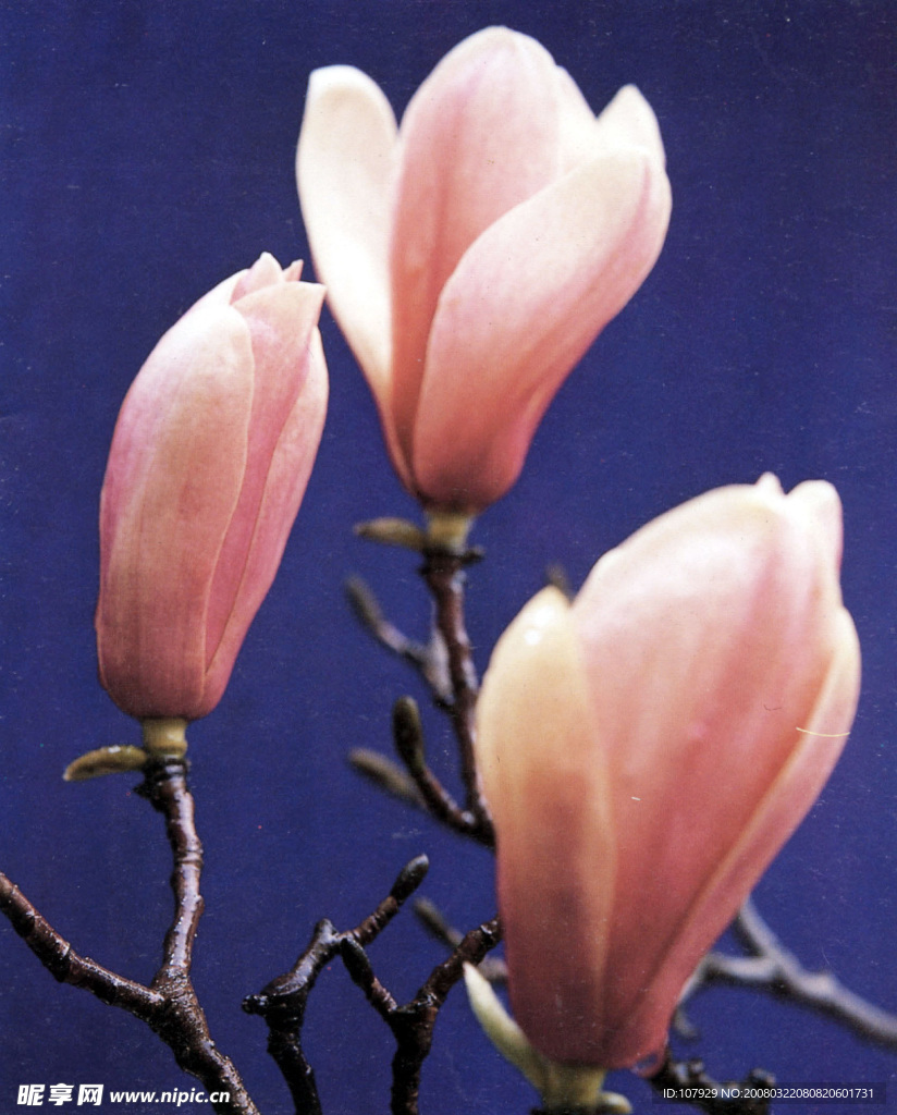 芳香玉蘭