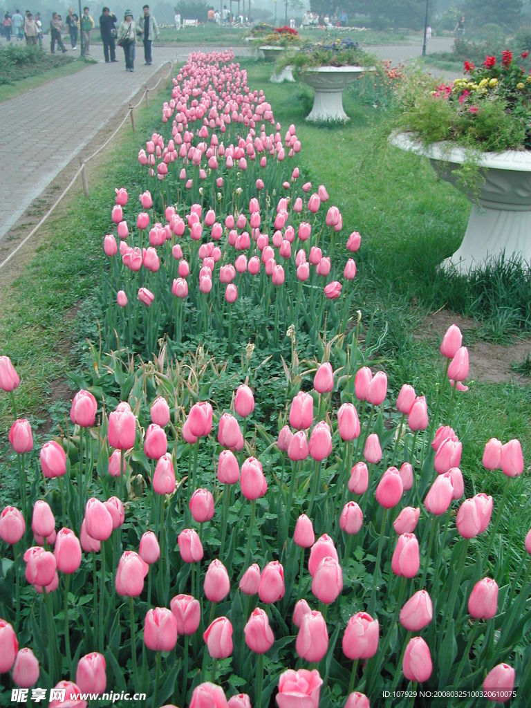 郁金香花壇