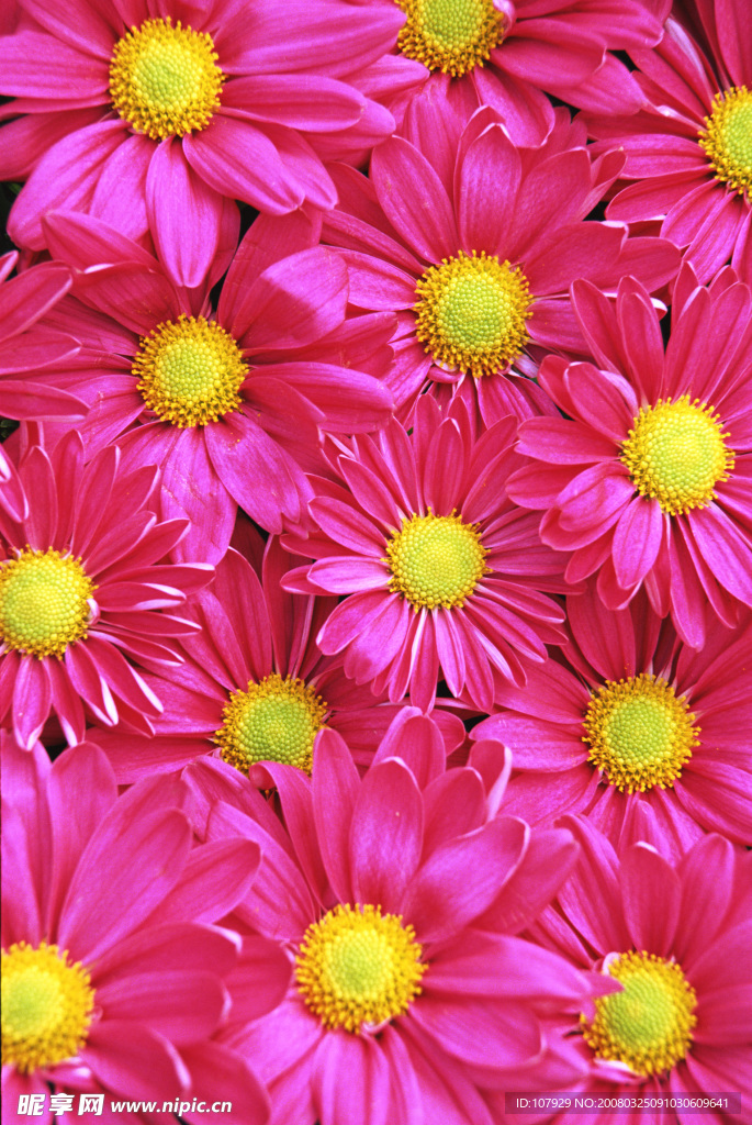 花團錦簇