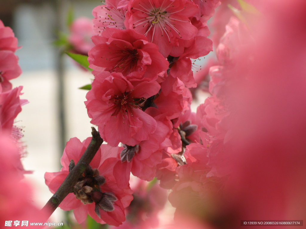 霧里看花
