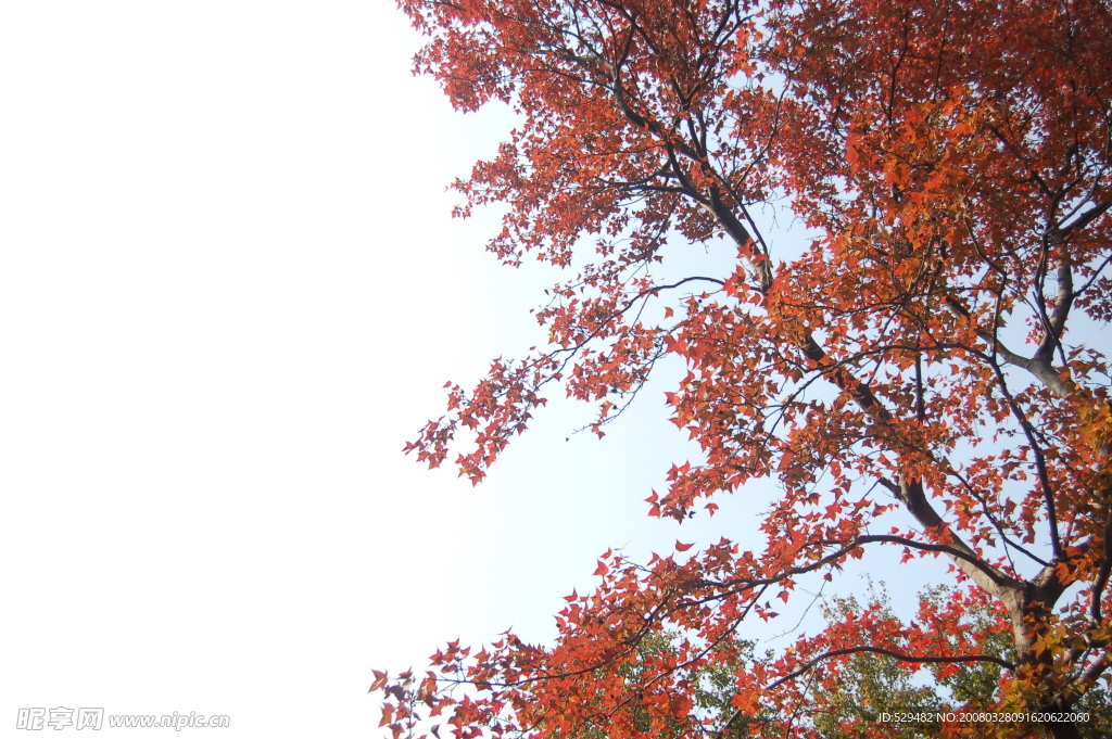 棲霞紅葉