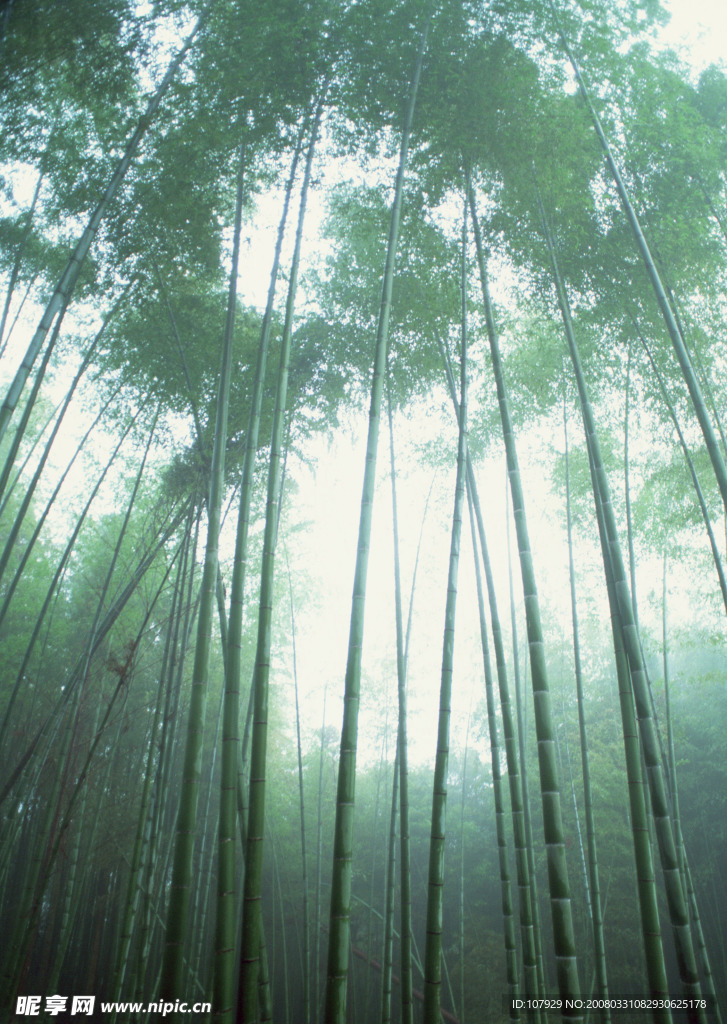 迷霧竹林