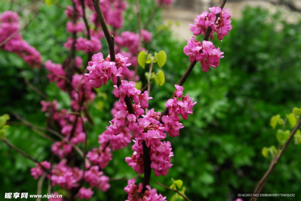 雨濕花更艷