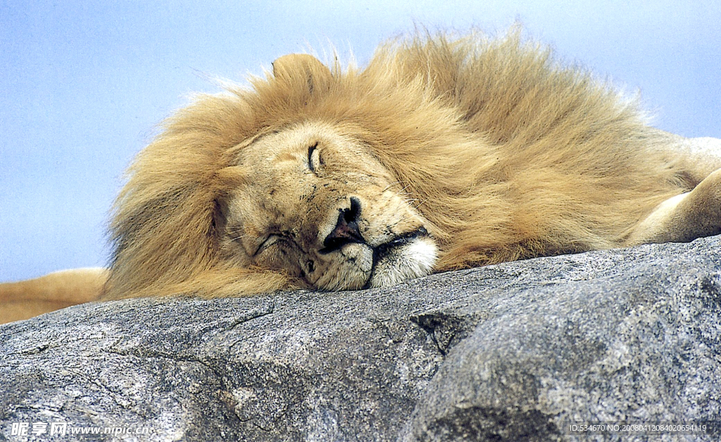 睡獅