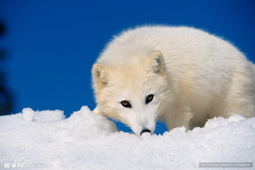 冰天雪地 動物世界