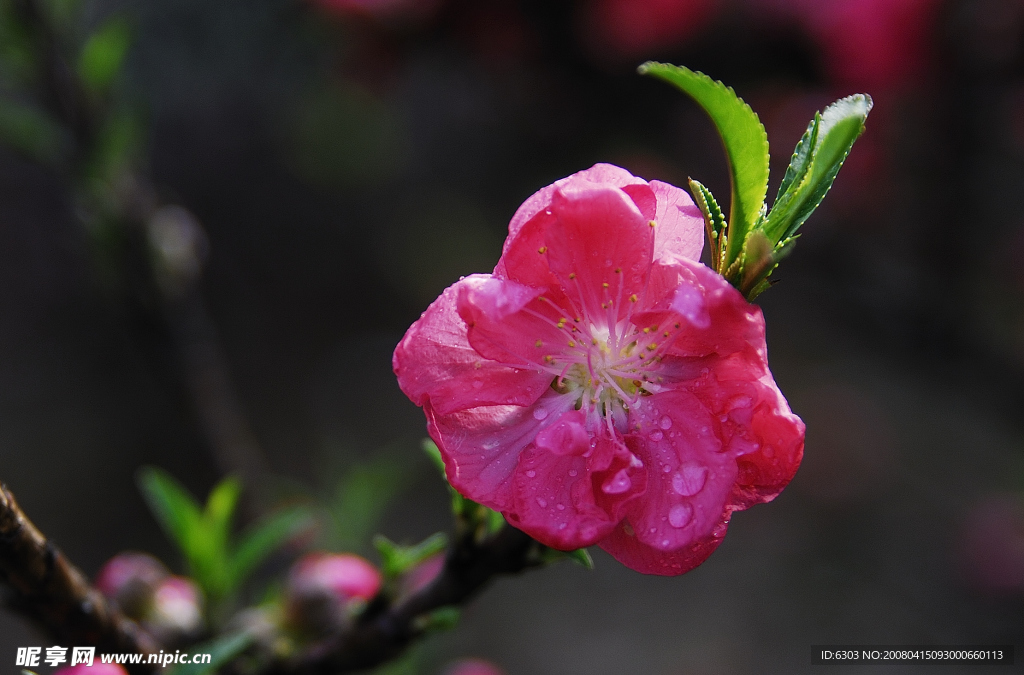 桃花