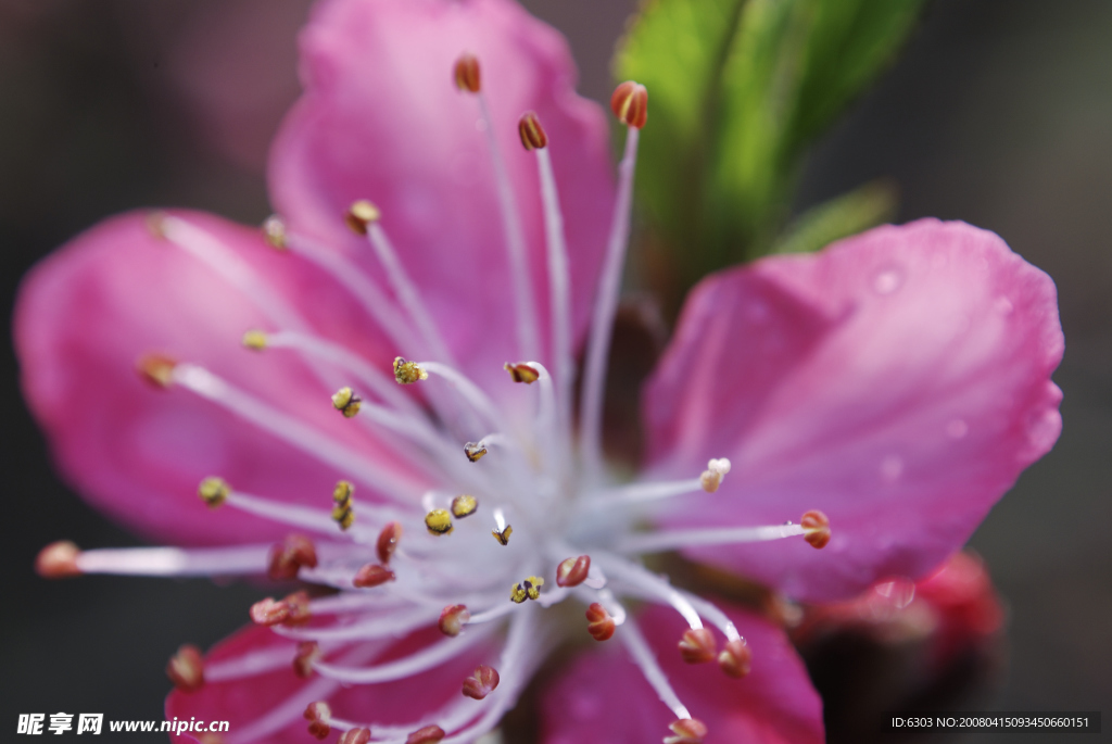 花蕊