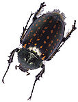 甲殼蟲1