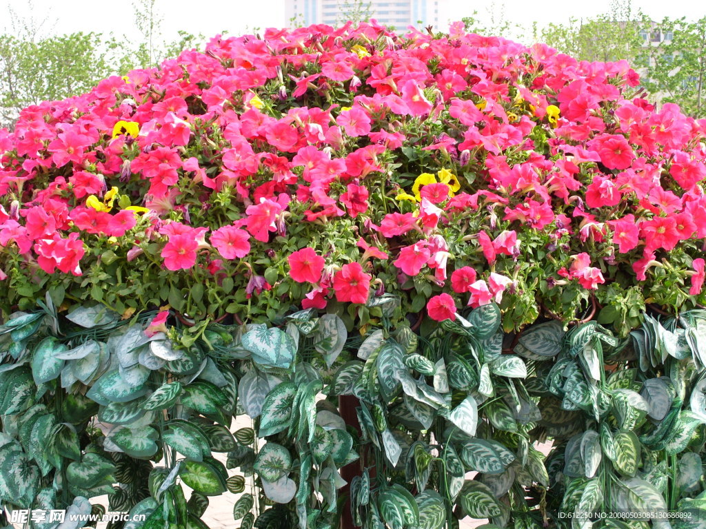 花團錦簇