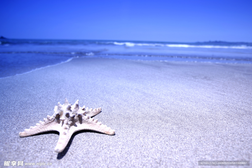沙灘夏天海星