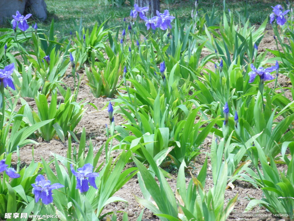 綠叢小花