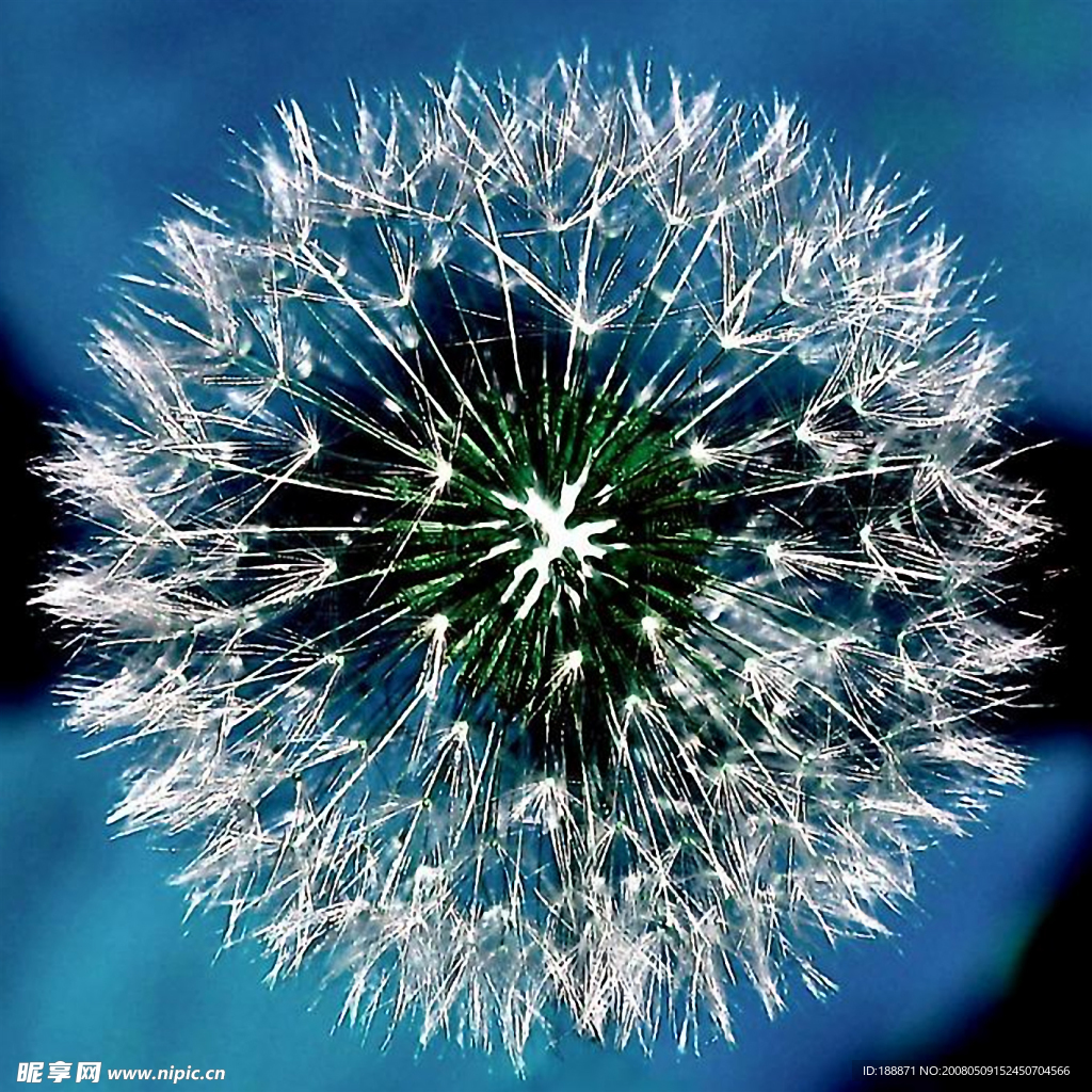 藍色靈魂-花