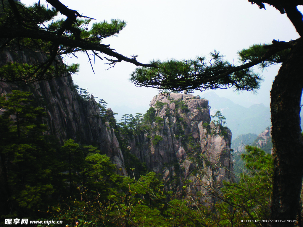 黃山松
