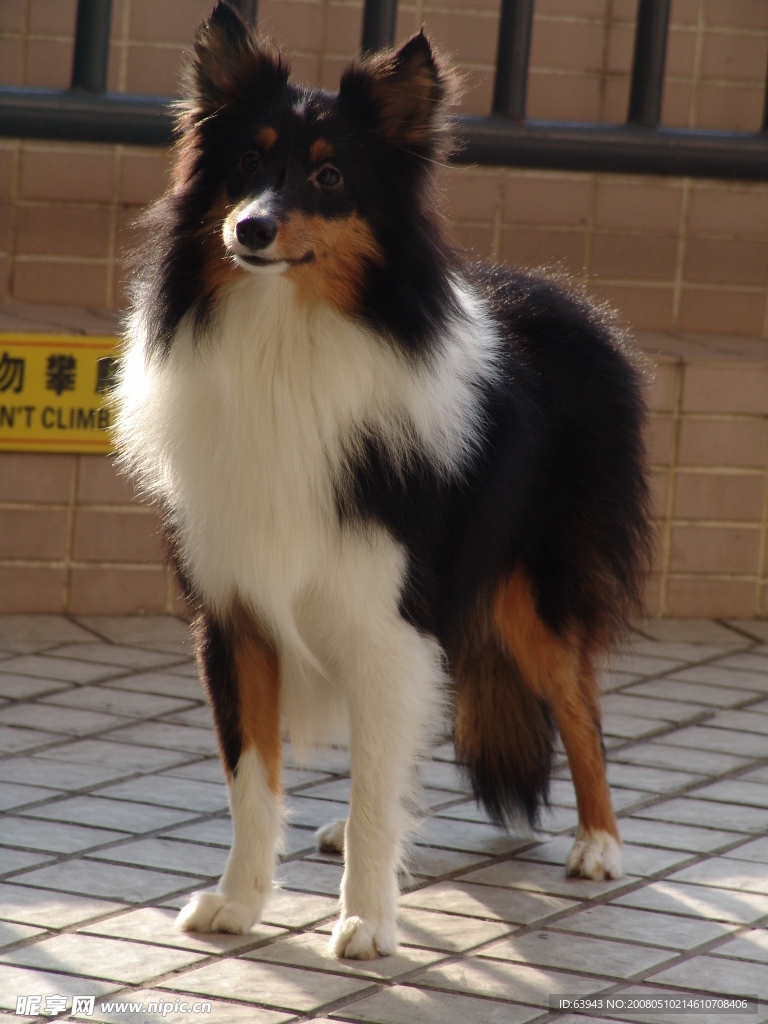 喜樂蒂牧羊犬