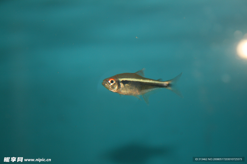 觀賞魚