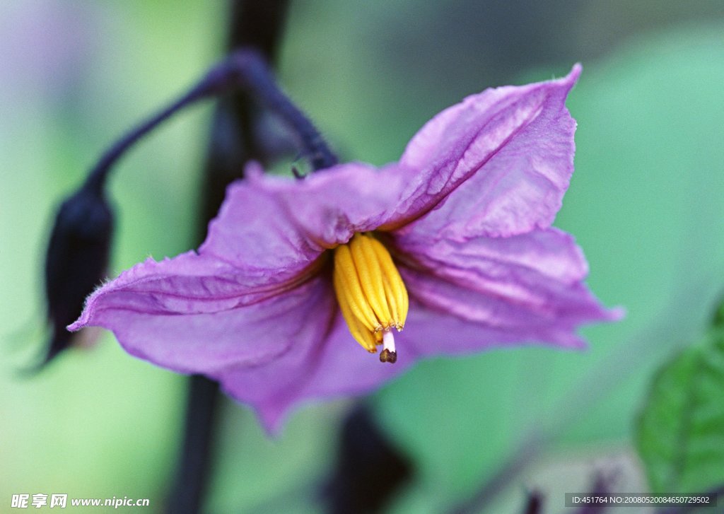 茄子花