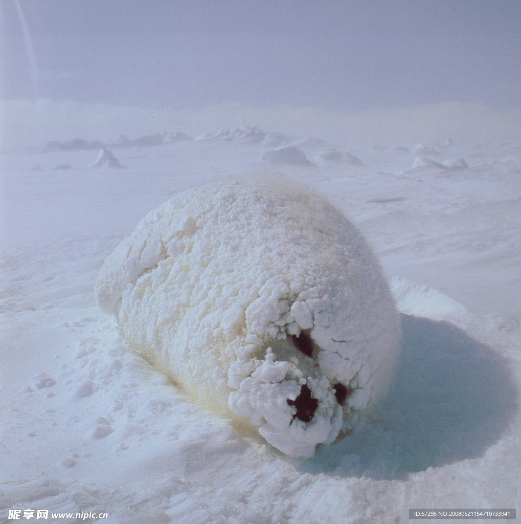 被雪裹著的海海豹