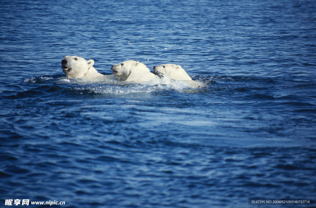 海里的北极熊
