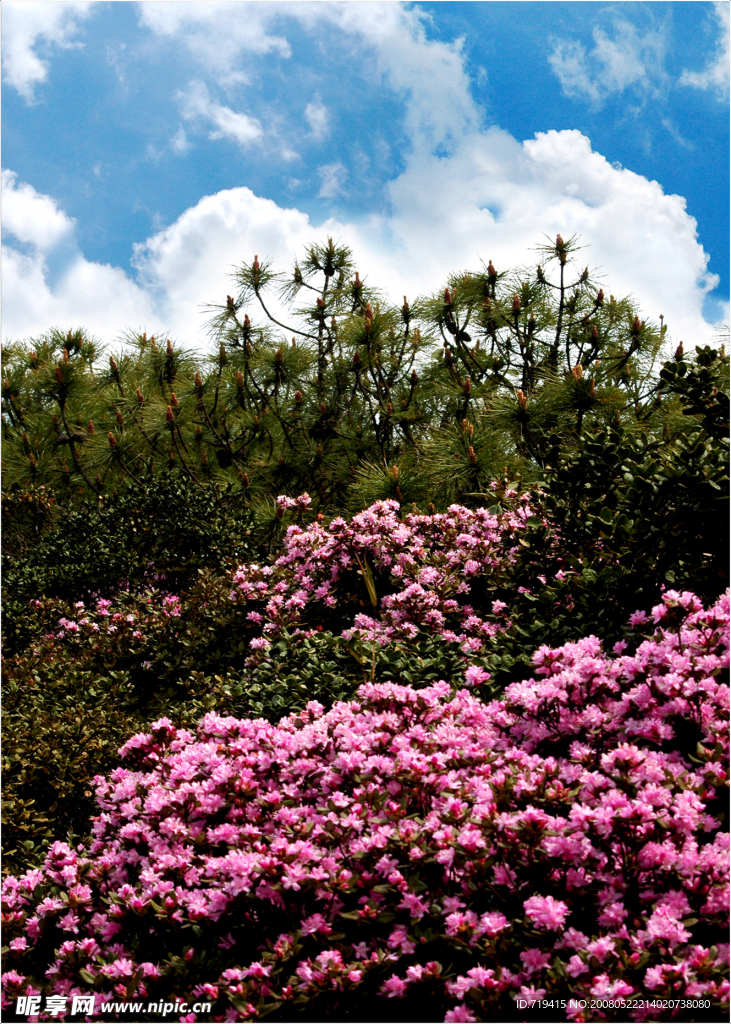 杜鵑花開