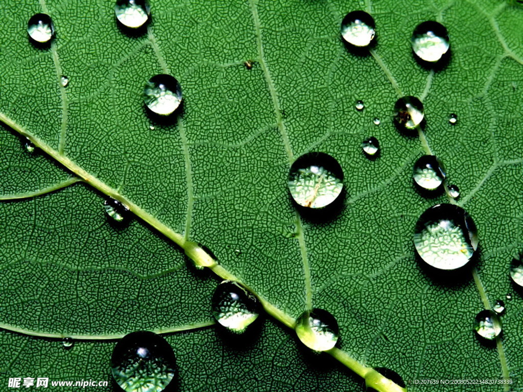 水滴綠葉