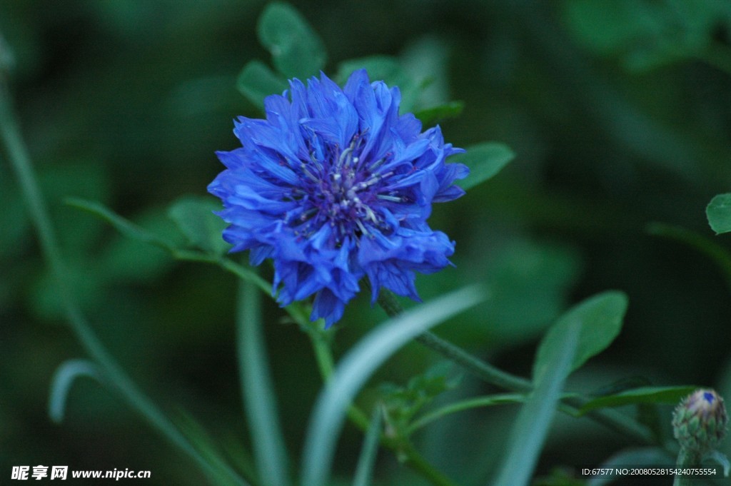 藍(lán)色的花