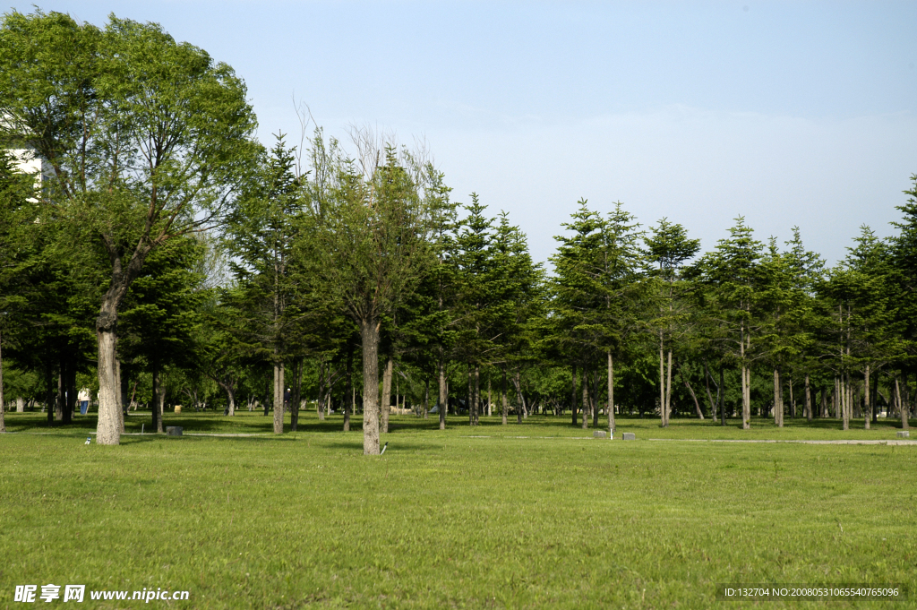 草坪和樹林