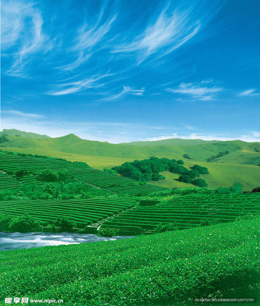 茶田