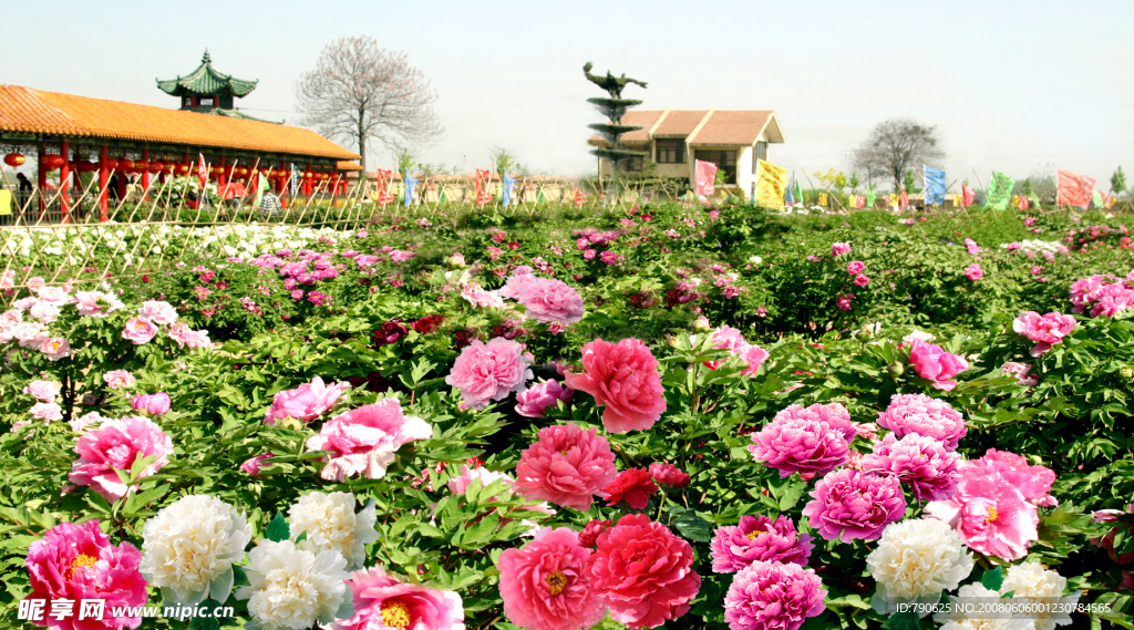 菏澤百花園牡丹