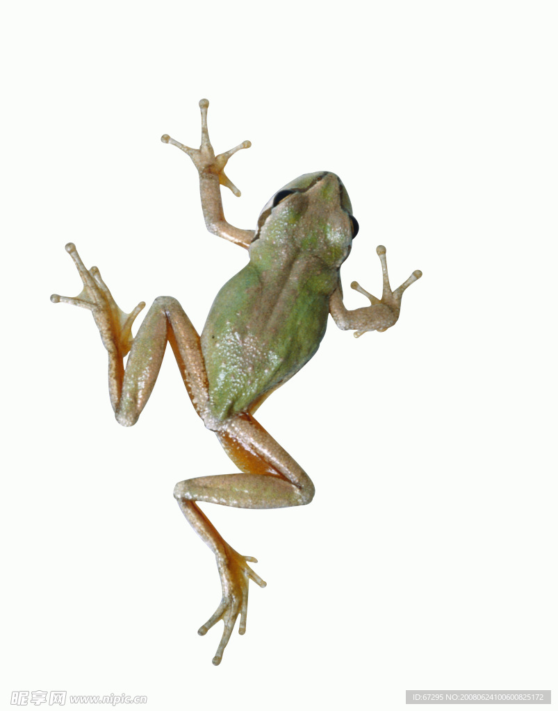 青蛙