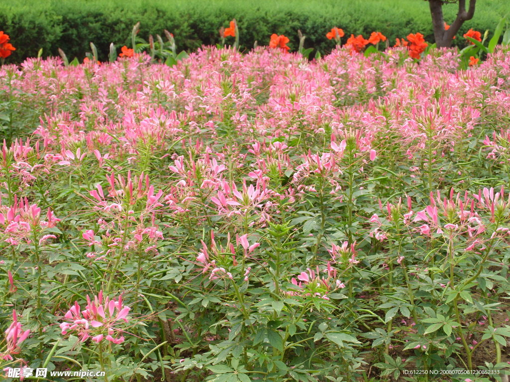 花圃