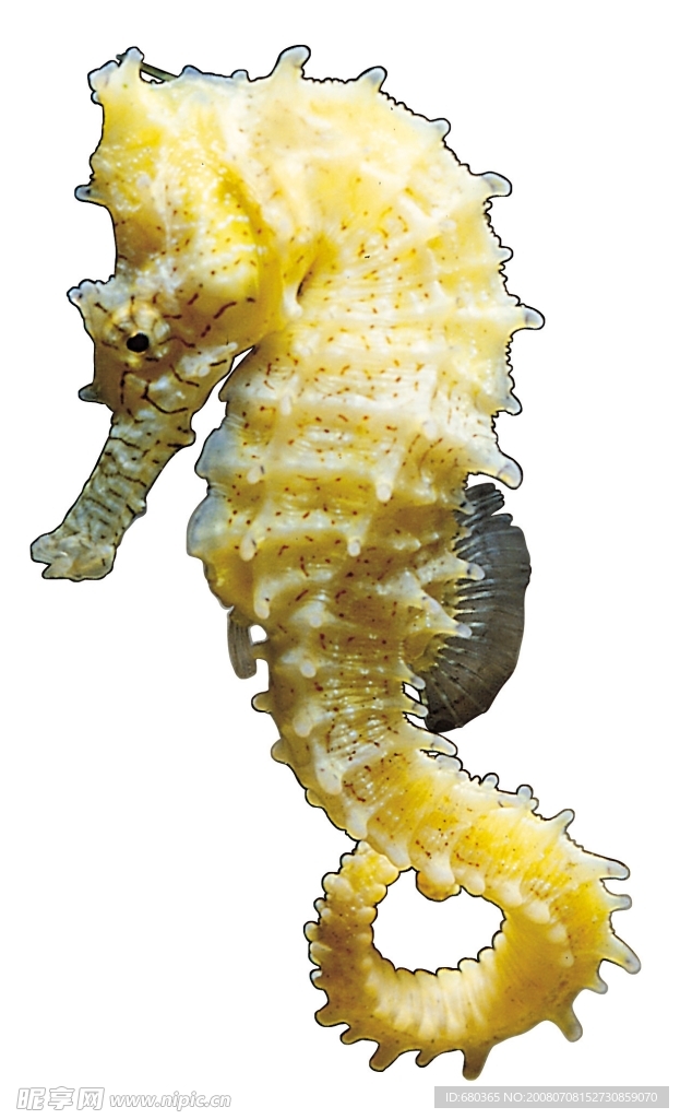海馬